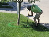 Royal_Mulch_3