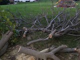 Tree3